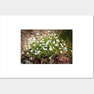 Flowers in the Pyrenees Posters and Art